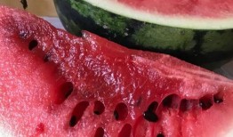 桑植新瓜最新爆料,揭秘瓜界新宠儿的神秘面纱